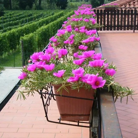 Panzió Grillo Iole Winery 3*