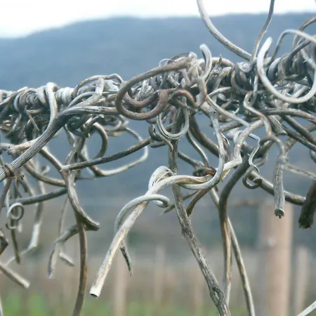 Grillo Iole Winery